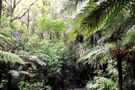 Best Time To See Waipoua Forest In New Zealand 2024 Roveme