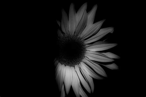 Sunflower Shaded 32 Photograph By Rae Ann M Garrett Fine Art America