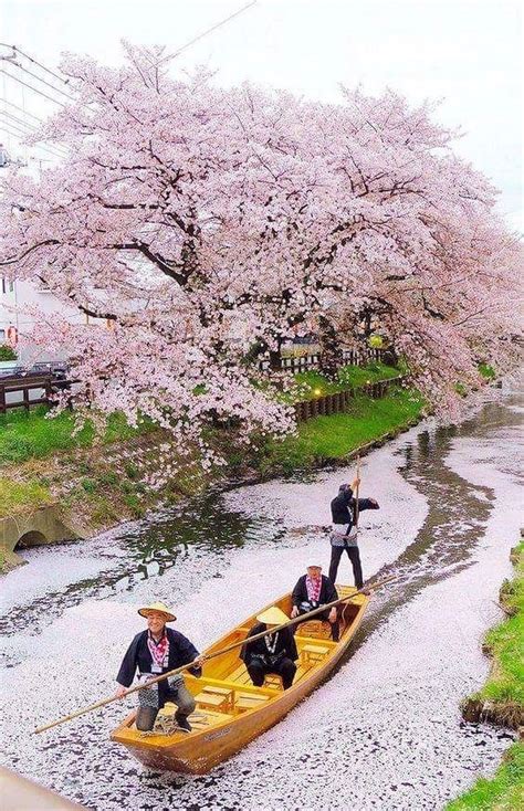 Cherry Blossoms Shingashi River Kawagoe Japan Japan Destinations