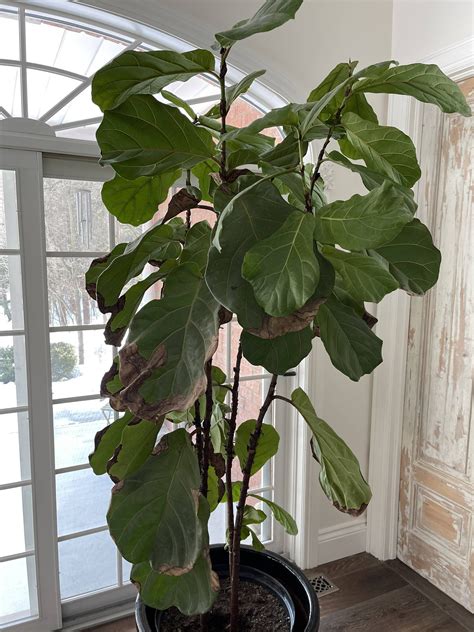 Help How To Stopsave Fiddle Leaf Fig From Brown Edges On The Leaves