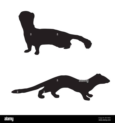 Vector Illustration Of Weasel Silhouette Stock Vector Image And Art Alamy