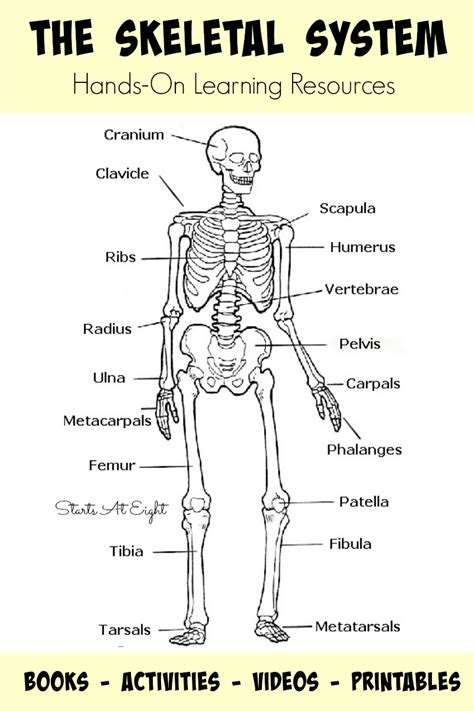Skeletal System Activities Skeletal System Worksheet Human Skeletal