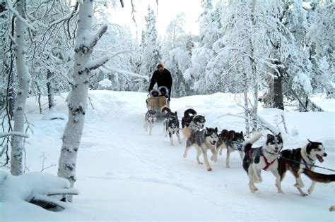 Dog Sledding Visit Yellowknife