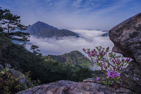 Projenizin bütçesine uygun fiyatlı, yüksek kaliteli purple flowers between rocks mountains summer görselleri, illüstrasyonları ve vektörleri. Flowers growing between the rocks. - 충북 옥천 장룡산. | The rock ...
