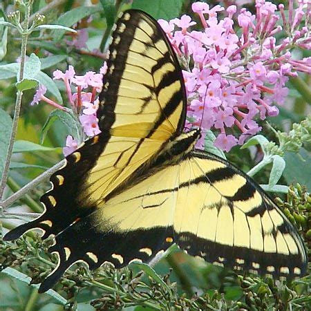Tiger Swallowtail Butterfly Life Cycle