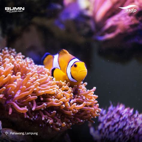 Maybe you would like to learn more about one of these? Download Gambar Pemandangan Bawah Laut ~ Downloadjpg