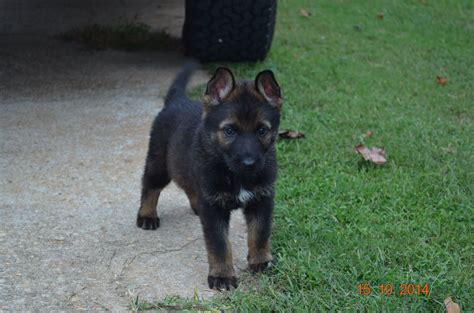 Sable german shepherds have been around since the very beginning of the breed, and the very first registered german shepherd dog was sable in color. Black sable german shepherd puppy. | German shepherd puppies, Black sable german shepherd, Sable ...