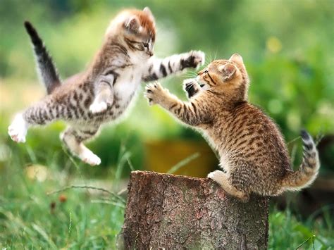 Image Result For Cats Playing Cats Kittens Kittens Cutest Cats