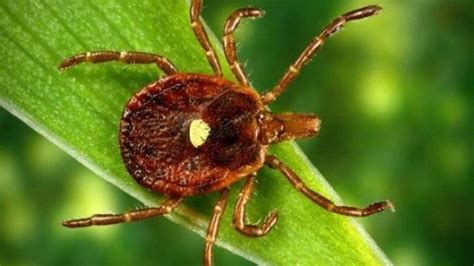 Tick Bite Makes You Allergic To Meat Iflscience