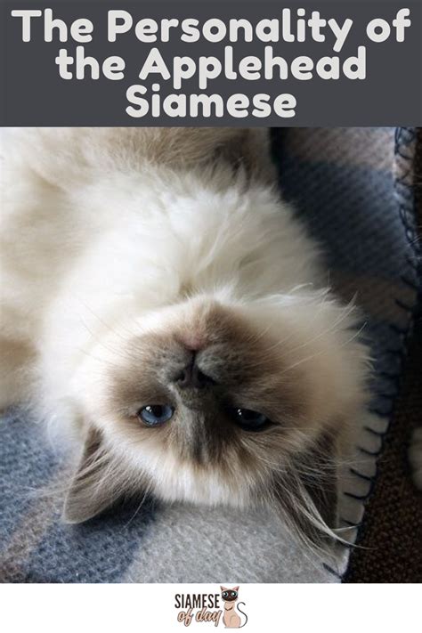 Applehead Siamese Cats What Are They Siameseofday Siamese Cats