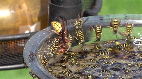 Giant Hornet And Yellow Jacket Wasps Trapped Open Container Side By Side Youtube In 2020