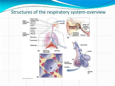 Ppt Medical Virology Lower Respiratory Tract Infections Powerpoint