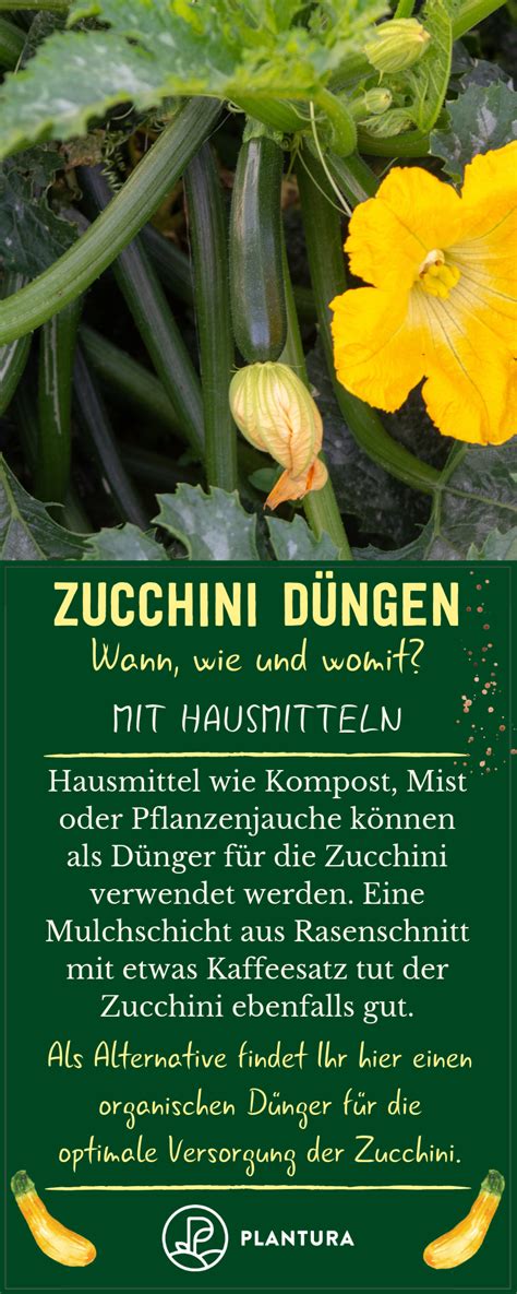 Zucchini pflanzen bepflanzung pflanzplan zucchini landschaftsbau pflanzen mehrjährige wie gießt man zucchini richtig und wann düngt man sie? Zucchini düngen: Wann, wie & womit? - Plantura | Zucchini ...