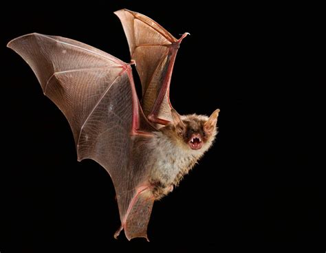 ¿por Qué Los Murciélagos Son Beneficiosos En Nuestro Ecosistema