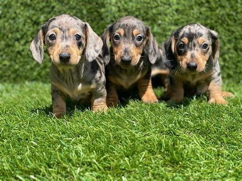 67 Dapple Dachshund Puppies For Sale Houston Pic Bleumoonproductions