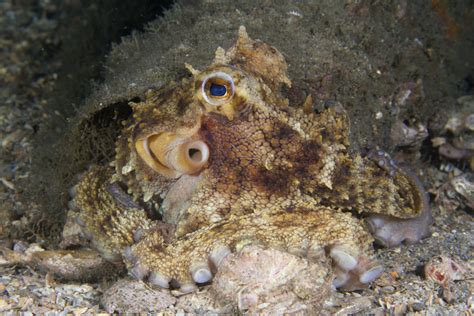 Meet The Octopus Caradonna Adventures