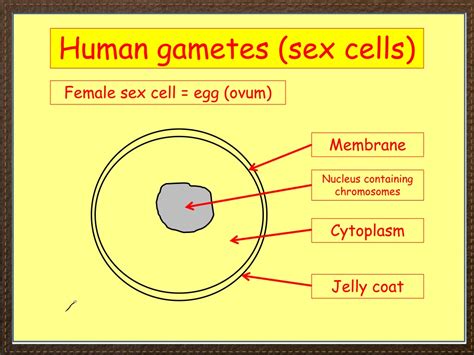 Ppt Igcse Biology Section 3 Lesson 2 Powerpoint Presentation Free Download Id464660