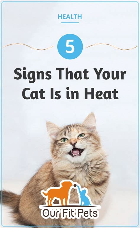 Home Remedies To Calm A Cat In Heat Cat Meme Stock Pictures And Photos