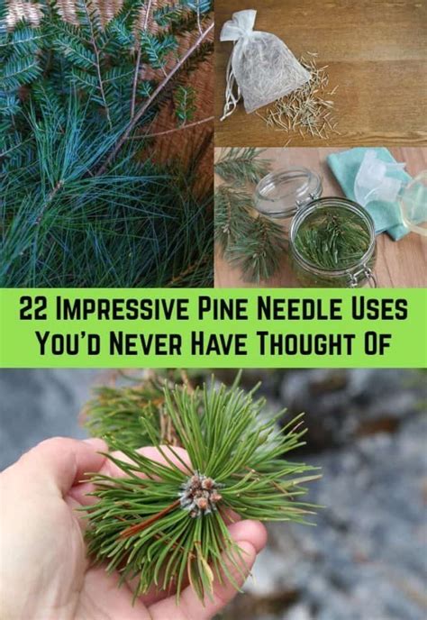 22 Impressive Pine Needle Uses Youd Never Have Thought Of 1000