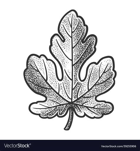 Fig Leaf Sketch Royalty Free Vector Image Vectorstock