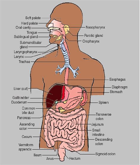 The Human Digestive System Info Dear