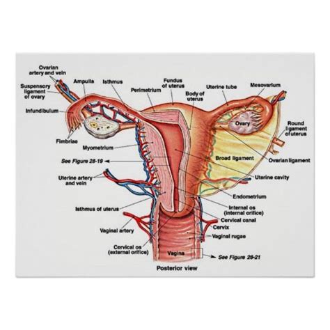 The female reproductive organs are responsible for many functions in the body. 12 best women images on Pinterest | Female reproductive ...