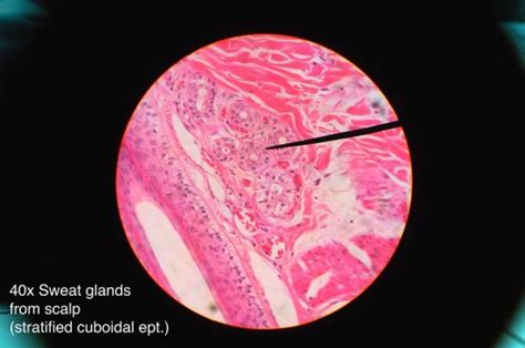 Stratified Cuboidal Epithelium Definition And Function Biology