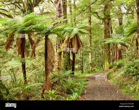Pathway Through Temperate Rainforest Te Urewera National Park North