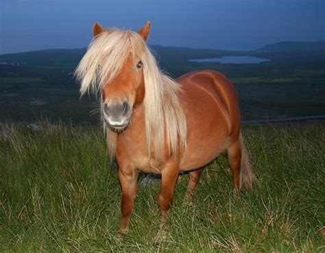 Various excavations on the islands have revealed the bones of small ponies that existed during the bronze age and it is thought that ponies have been in domestic use there since this time. Palomino pony for grandchildren! | Shetland pony, Pony ...