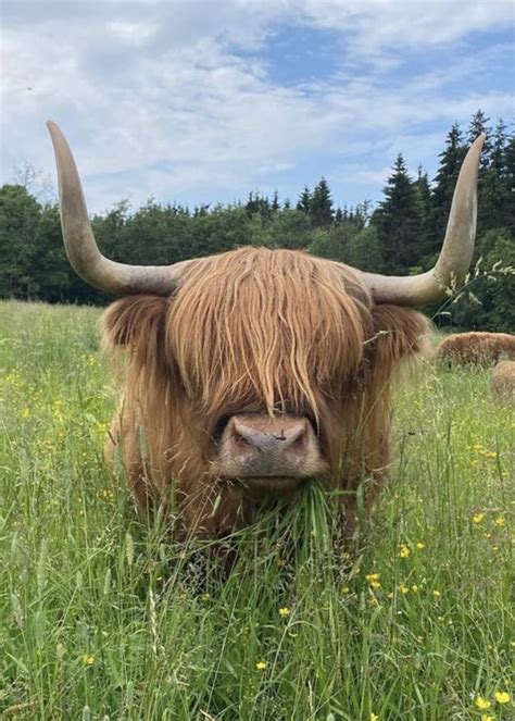 Scottish Highland Cow Highland Cattle Scottish Highlands Highland
