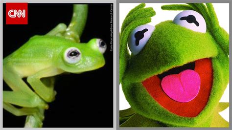 Hi Ho Kermit Has Some Competition A Newly Discovered Frog Looks A Lot