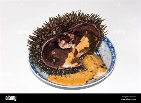 Edible Sea Urchin High Resolution Stock Photography And Images Alamy