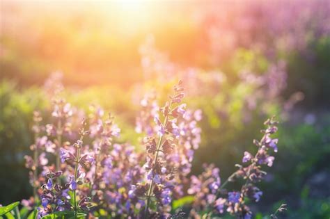 Premium Photo Field Of Lilac Flowers In The Rays At Sunset