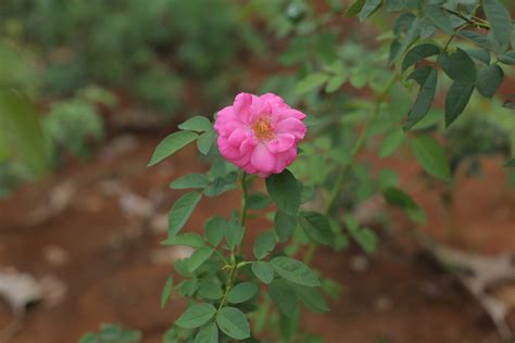 Damask rose (Panner rose) | Santhi Online Plants