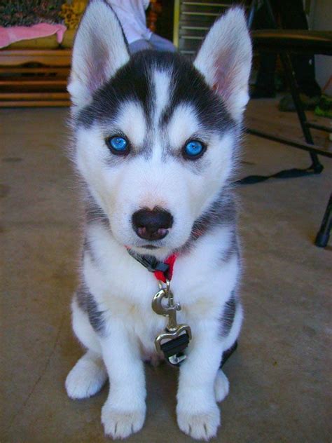 Love These Bright Blue Husky Eyes Cute Husky Puppies White Husky