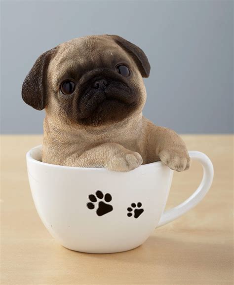 Teacup Pups Pug Dog Puppy Cute Pug Puppies Cute Pugs