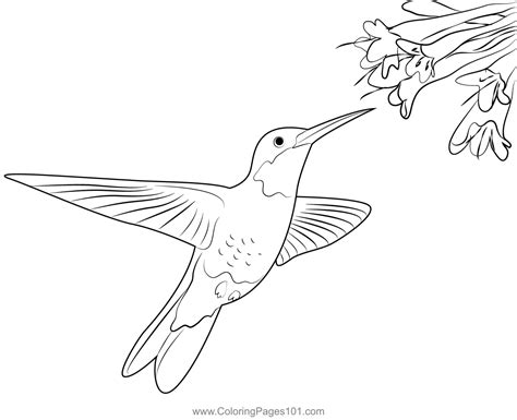 Hummingbird With Flowers Coloring Page For Kids Free Swifts And
