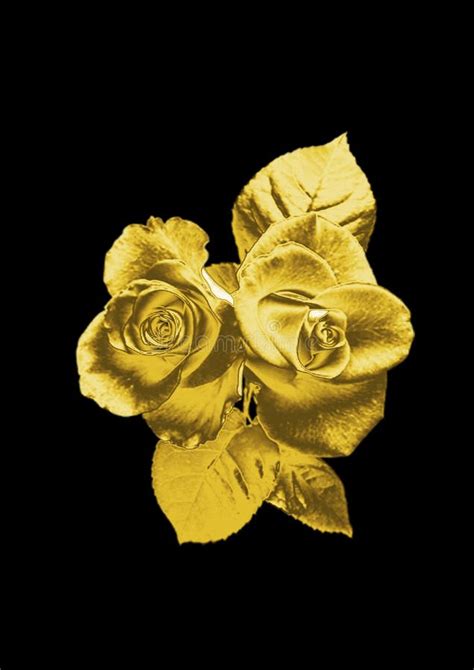 Beauty Golden Rose Stock Image Image Of Black Bouquet 96009207