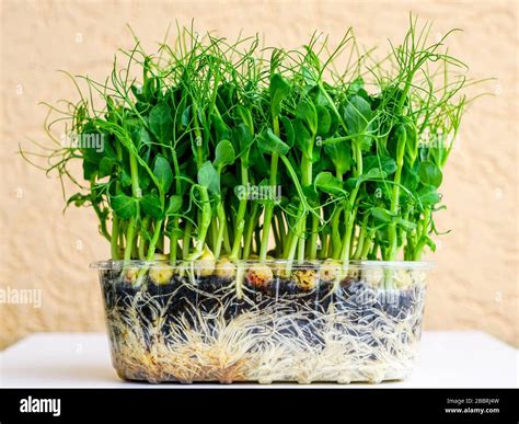 Bunch Of Green Pea Sprouts Growing In Pot For Microgreens Stock Photo