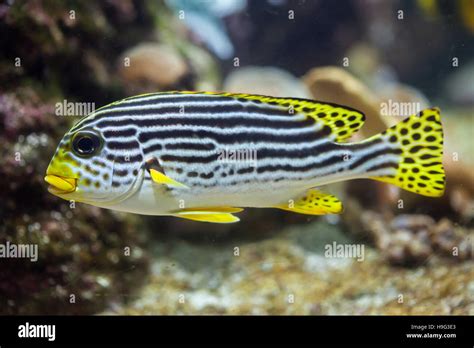 Yellow Banded Sweetlips Fish Hi Res Stock Photography And Images Alamy
