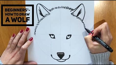 Beginners How To Draw A Wolf Youtube