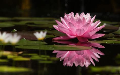 Lotus Flower National Flower Of India Rimagesofindia