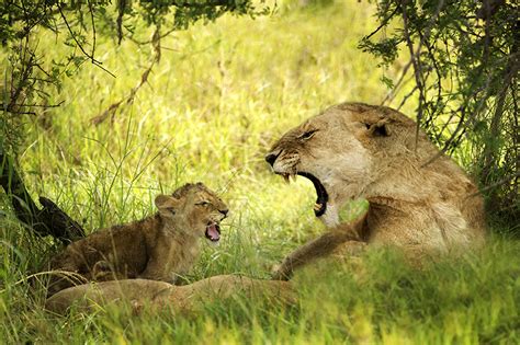 Fonds Decran Fauve Lions Petits Lionne Herbe Animaux Télécharger Photo