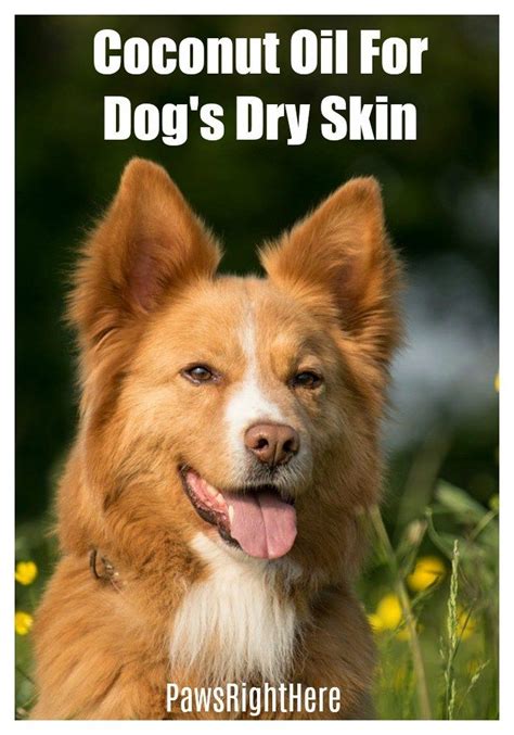 Natural Remedies For Dogs With Dry Skin Paws Right Here Dog Dry