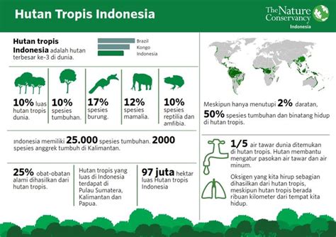 Infografis Hutan Tropis Indonesia Tambora Indonesia Infografis
