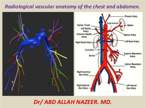Check spelling or type a new query. 34 best Veins in Abdominal Area images on Pinterest ...