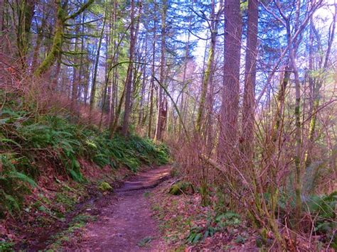 Cougar Mountain Regional Wildland Park Issaquah 2019 All You Need