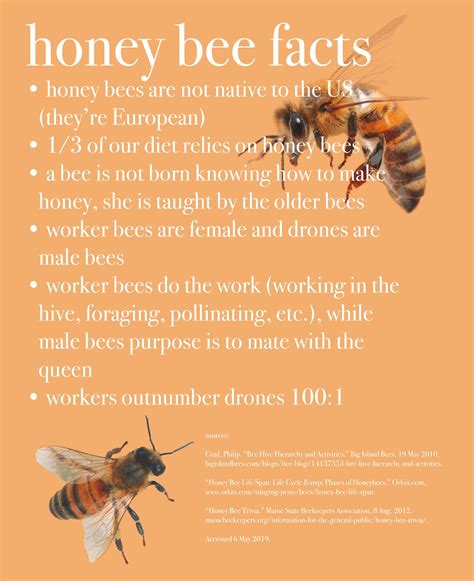 Honey Bee Facts Honey Bee Facts Bee Facts Backyard Bee