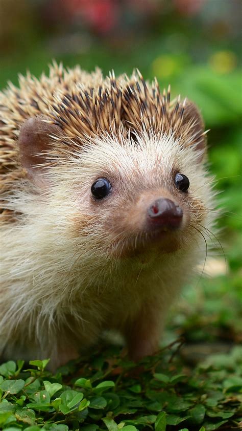 Nice Hd Wallpapers Collection 47 Of Hedgehog Amazing