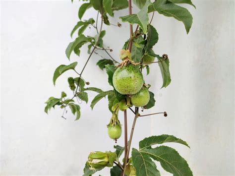 Green Passion Fruit Growing Vines On A White Wall Stock Image Image